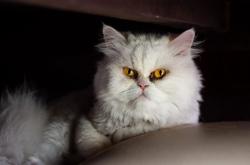 英雄联盟总决赛2025-特莱维的咆哮，当巴雷拉在抢七之夜将罗马的黄昏化为黎明