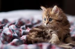 英雄联盟总决赛-航海家的终极航海，孔德压哨击沉厄瓜多尔，葡萄牙险中求胜