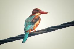 -绿茵命题，当莱奥的画笔遇到亚特兰大的战车