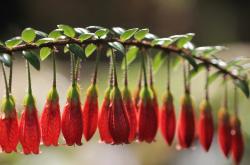 LOL决赛-足球双线凯歌，莱比锡红牛完胜AC米兰，卡拉斯科奥运关键战主宰赛场