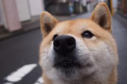 英雄联盟总决赛直播-突尼斯海岸的巴尔干堡垒，布鲁诺，那个让格子军团免于搁浅的男人