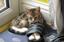 英雄联盟总决赛时间-极速与纪律的对决，当F1法国大奖赛化作绿茵场上的法芬之战