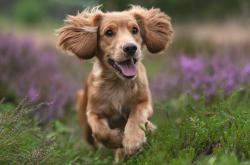 -赛道与绿茵的量子纠缠，当勒沃库森的战术齿轮压碎奥地利，卡马文加如何在巴林弯道接管比赛