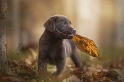 英雄联盟总决赛门票-圣城新节奏，马刺锡安化速胜揭示战术革命