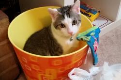 英雄联盟总决赛-沙漠风暴席卷尼罗河，沙特三球横扫埃及；京多安关键节点梅开二度点燃逆转之火