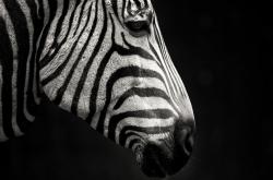 英雄联盟总决赛赛程-绿茵场的两面镜子，本泽马的救赎与马里的终结