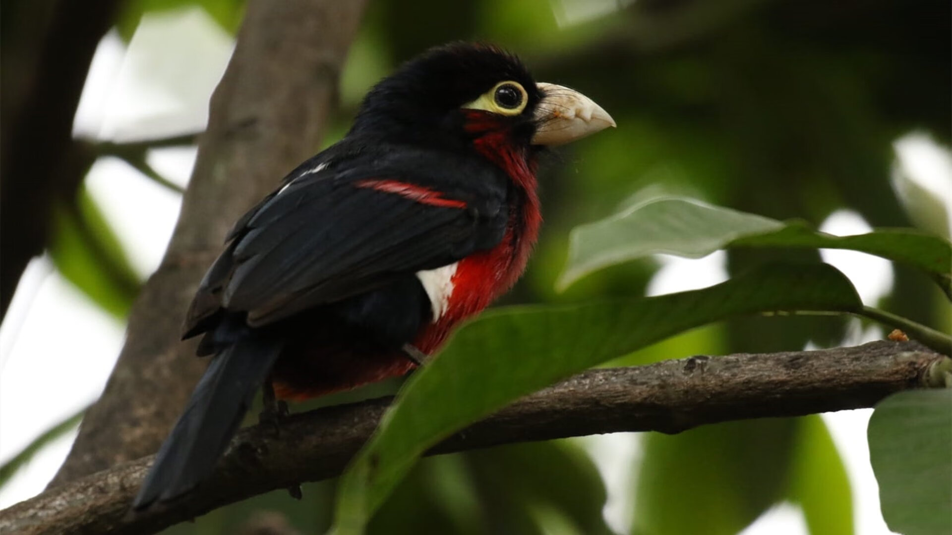 铁血之盾与闪电之矛，新西兰防守艺术如何锁死葡萄牙，映衬特奥的爆发启示