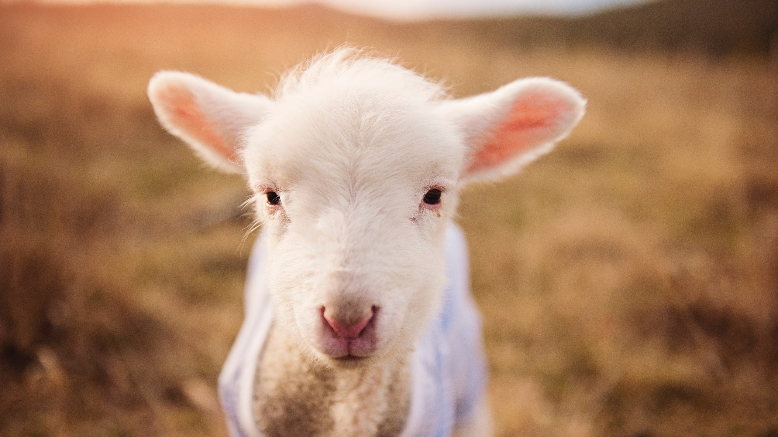 当紫金王朝遇上钢铁洪流,莫兰特在速贷中心的最后一舞