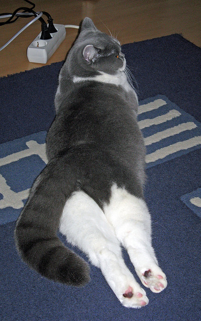 孤岛之战,戈贝尔的叹息与独行侠的险胜