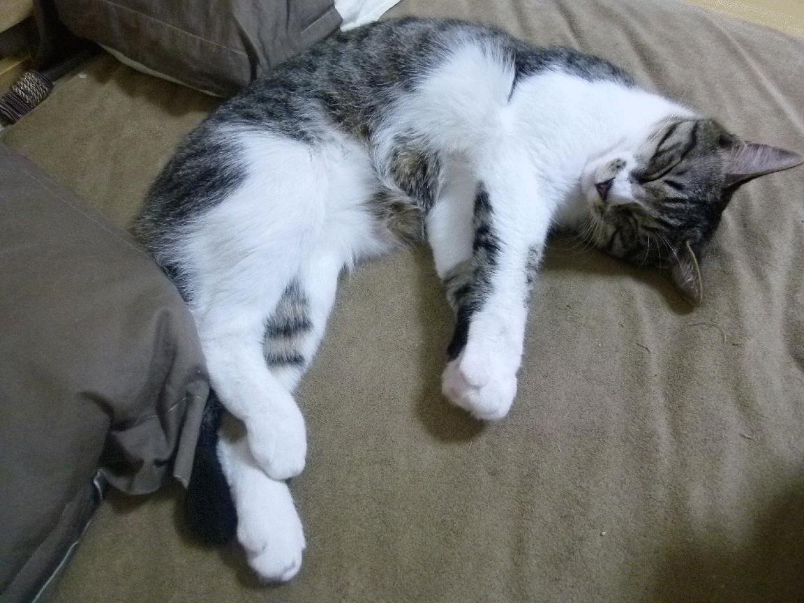 无解溯源，当克莱在篮网与马刺的寒夜中，重构唯一性