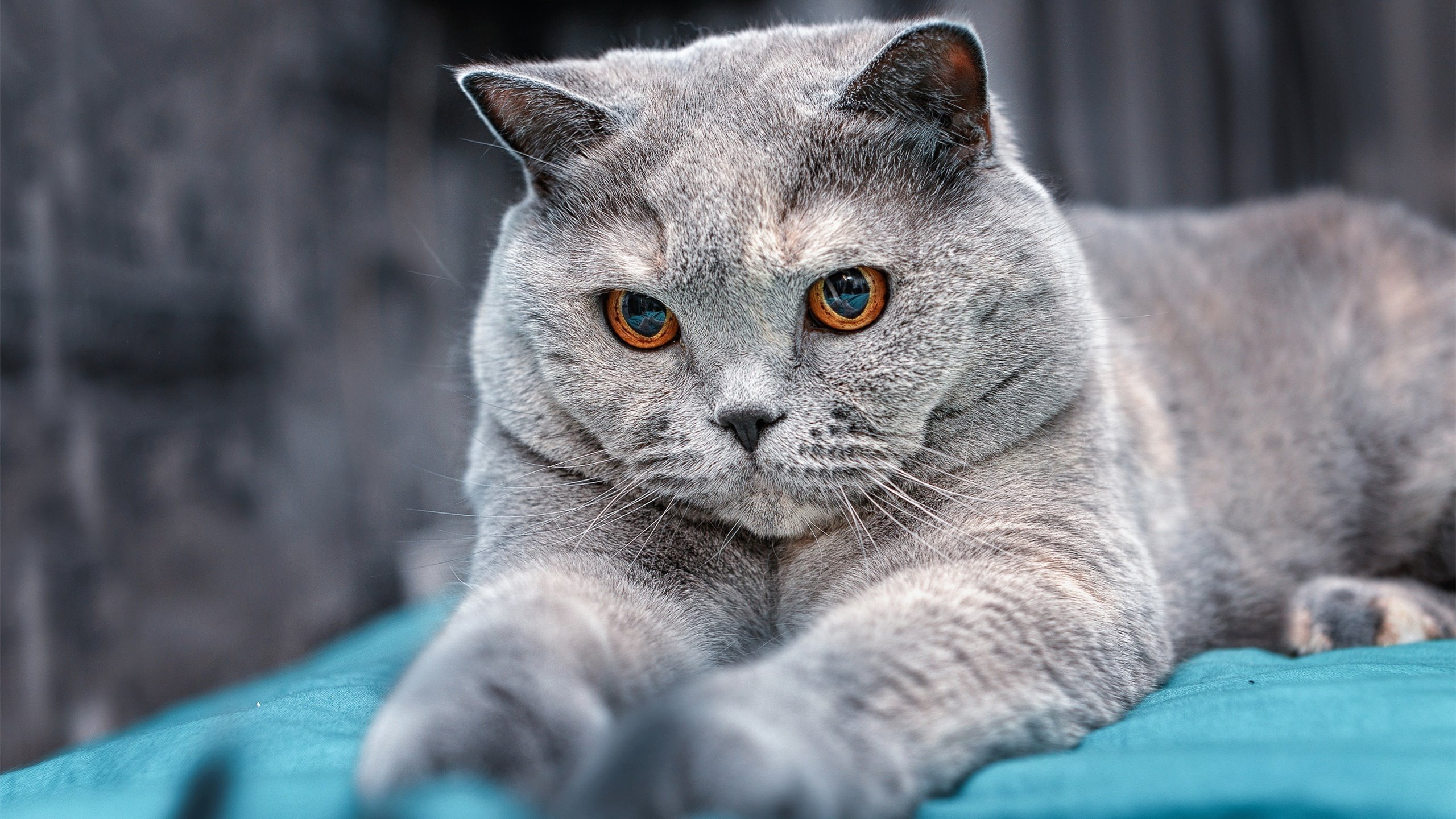 法比尼奥加时一剑封喉!沙特鏖战逆转厄瓜多尔