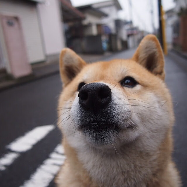 突尼斯海岸的巴尔干堡垒,布鲁诺,那个让格子军团免于搁浅的男人
