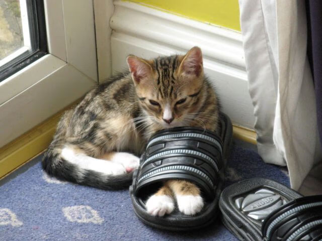 极速与纪律的对决，当F1法国大奖赛化作绿茵场上的法芬之战