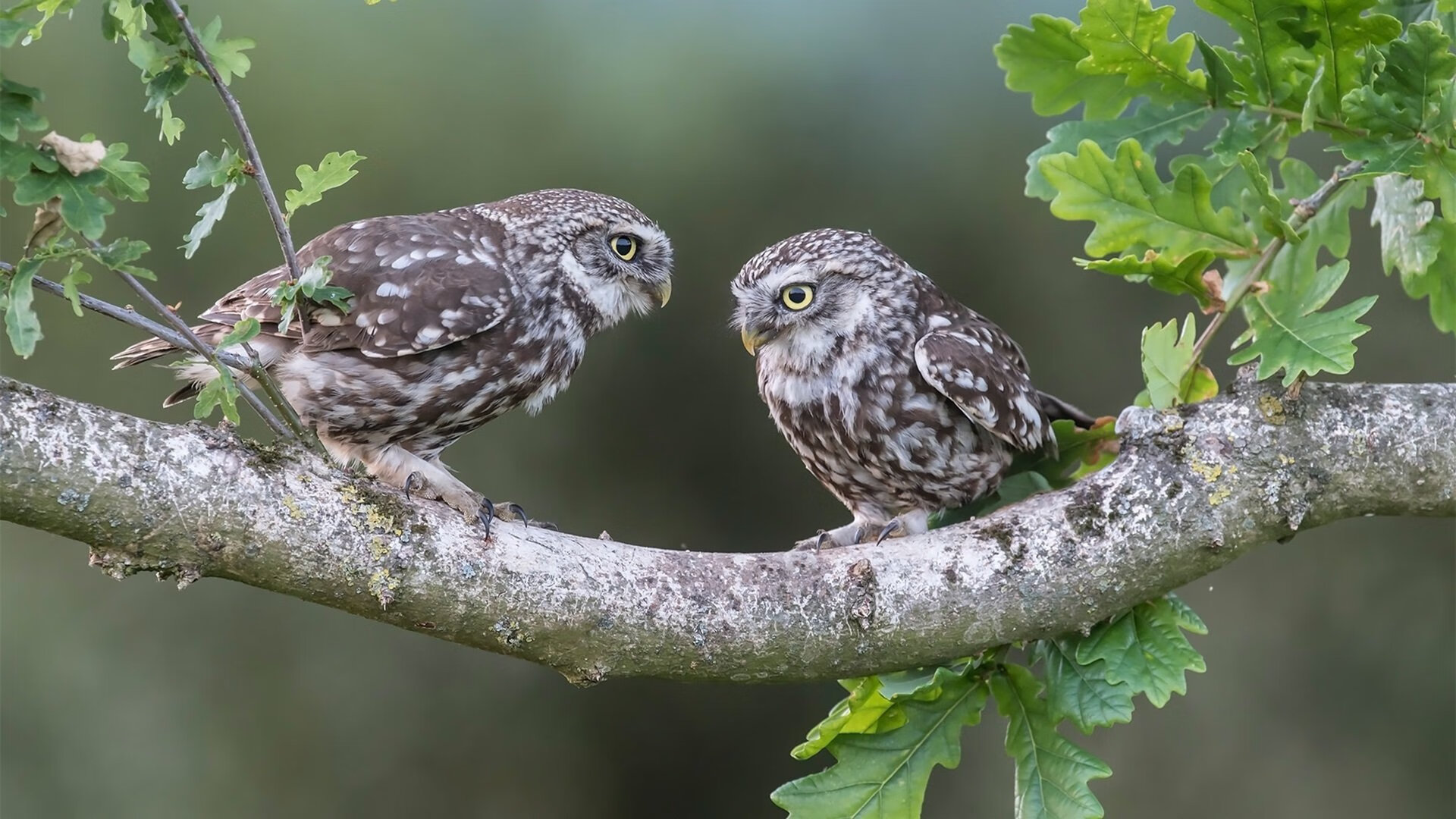 双城记，雷恩的钢铁森林与内马尔的魔法时刻