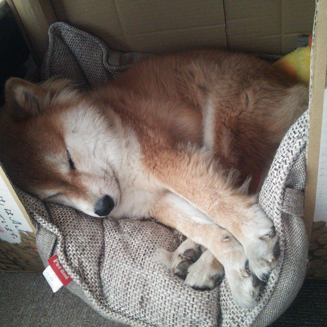 跨界收割者,锡安为何能这样欺负广东队?