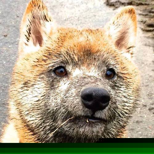 防线如潮汐吞没陆地,东决首见,希腊完胜乌克兰的战术考古