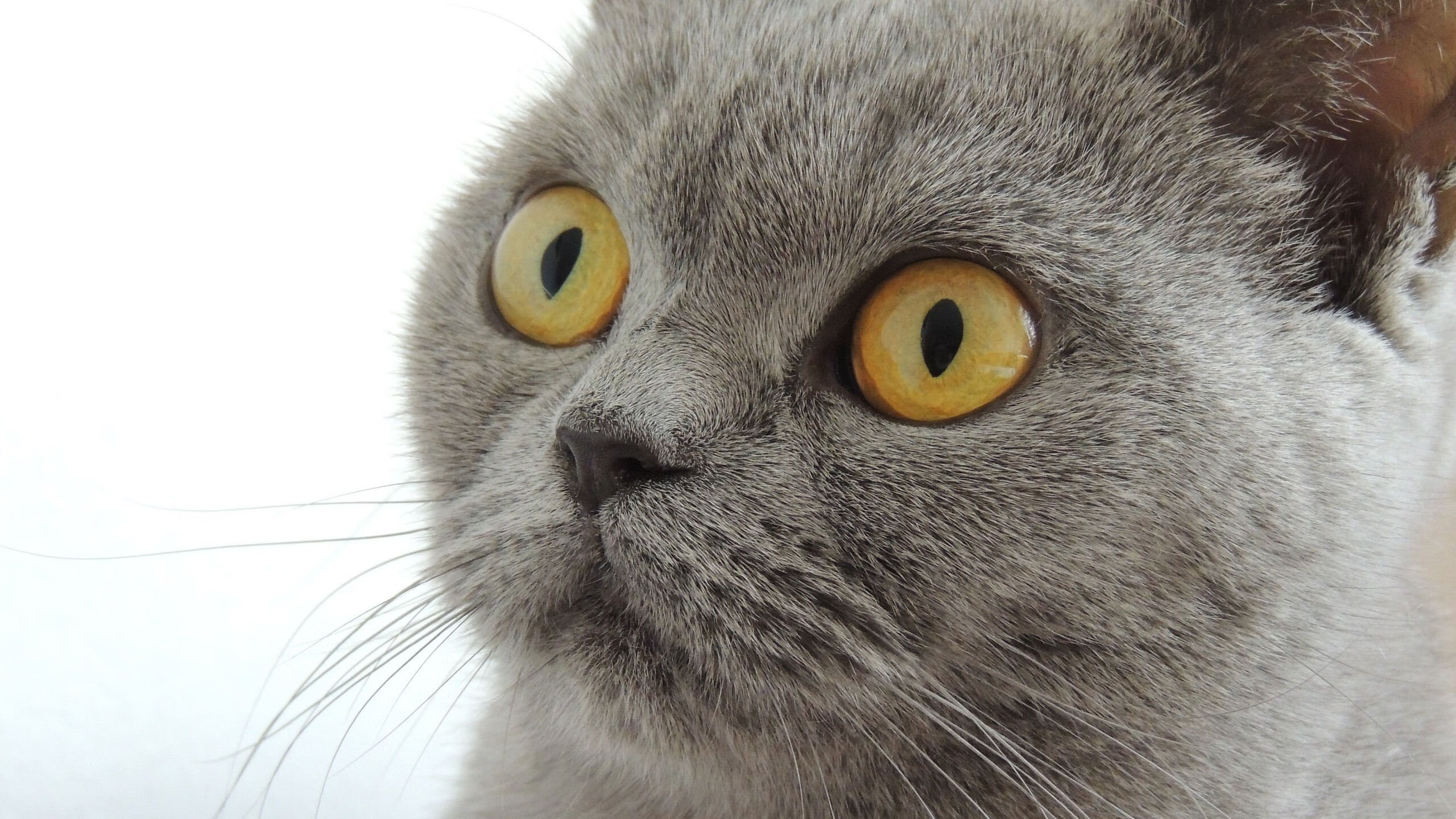 吉林奇袭夜,戈贝尔的灵魂在CBA季后赛降临?当冠军级防守定义爆冷之战