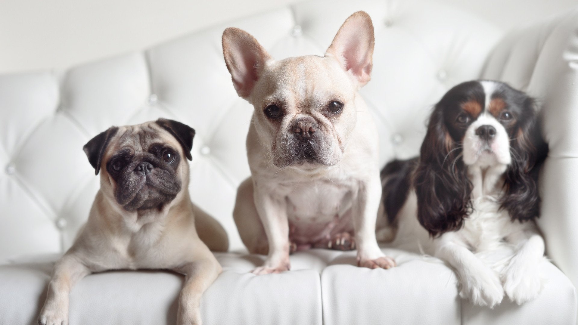 美加墨世界杯焦点战前瞻，拉齐奥冲垮佛罗伦萨的战术启示