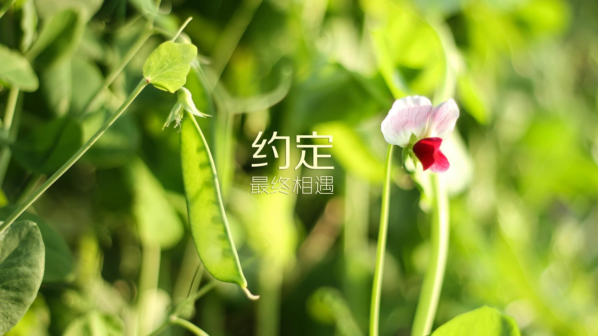 枫叶绝杀钟表匠，2026世界杯F组，加拿大奇迹夜与三笘薰的东方锋芒