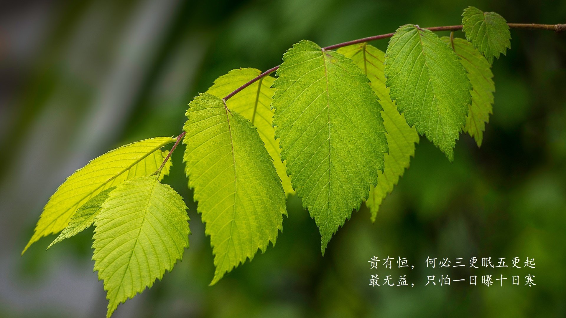 枫叶与航海者的终局，当努涅斯在F组黑夜中点燃葡萄牙之光