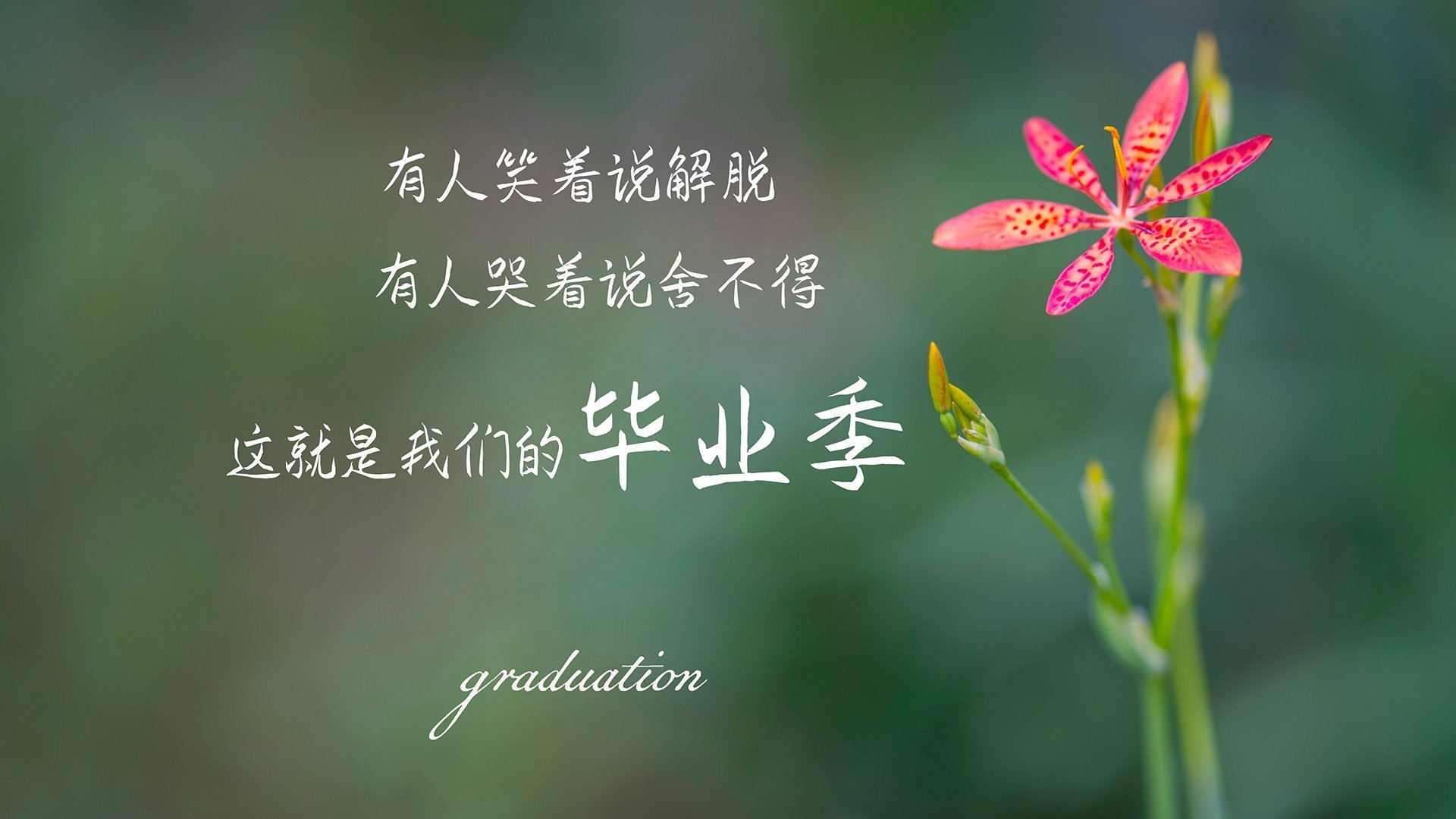 卡塔尔困局，B费一人导演的默契碾压，2026世界杯A组的技术鸿沟